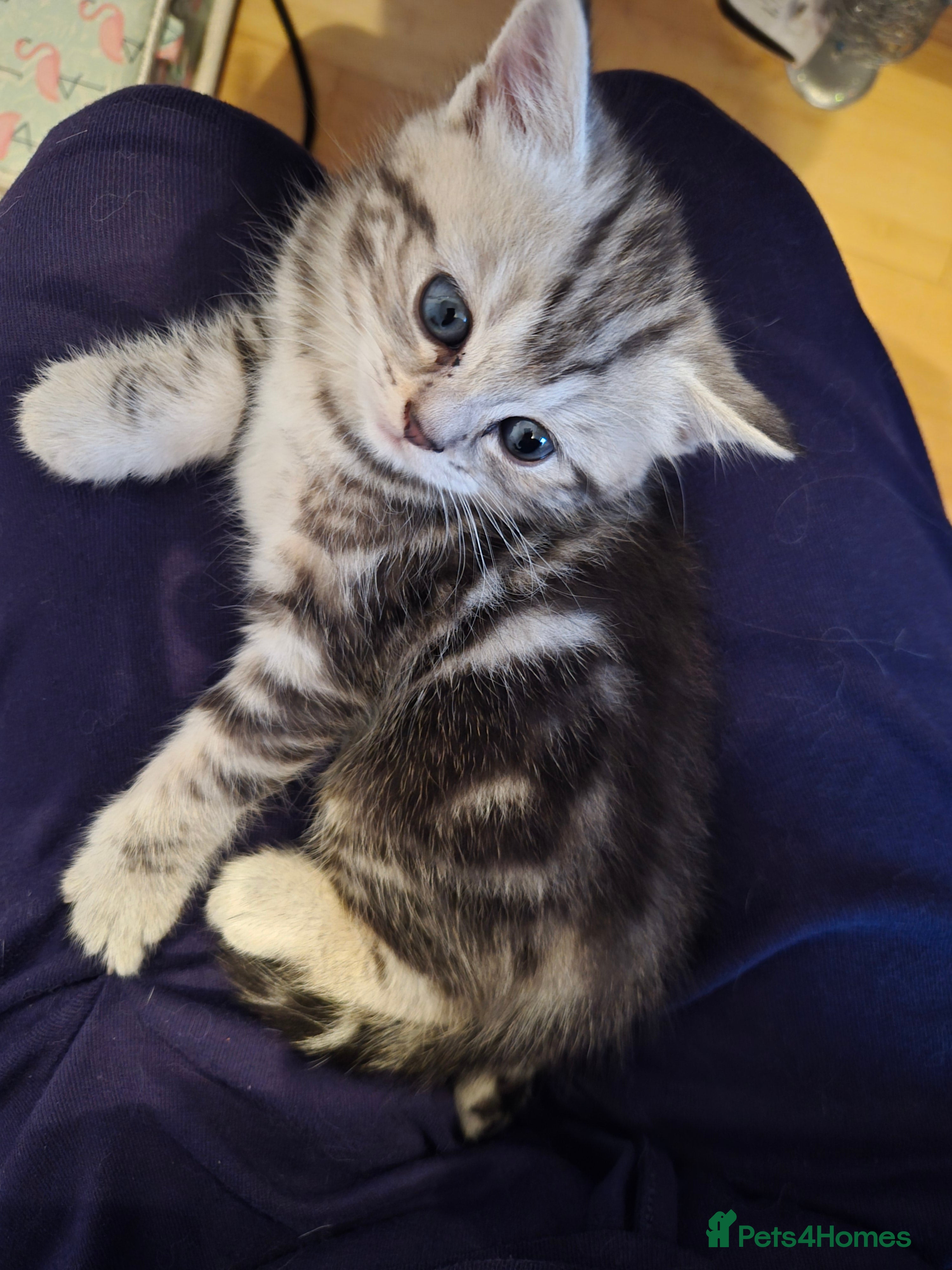 Mixed Breed cats Main Coon Mix - Advert 3