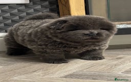 Chow Chow dogs for sale: Beautiful blue chow chow litter 💙 - Image 3