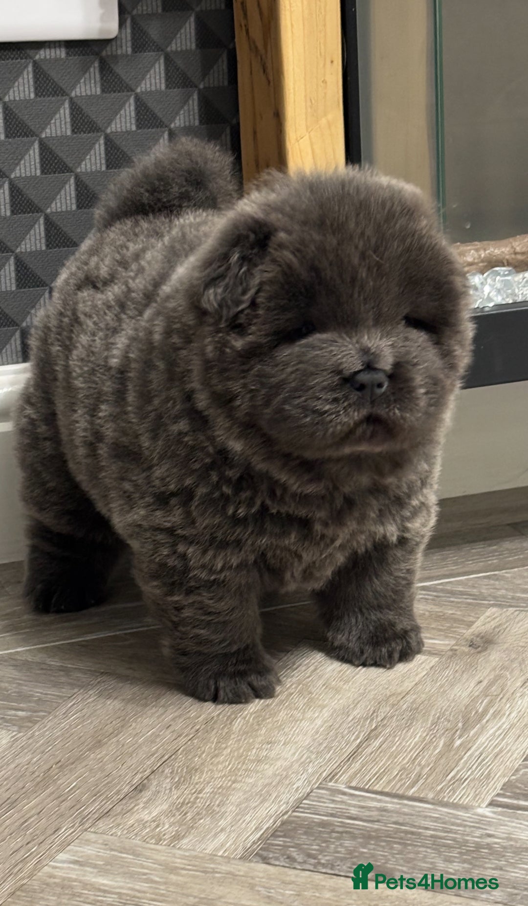 Chow Chow dogs for sale: Beautiful blue chow chow litter 💙 - Image 3