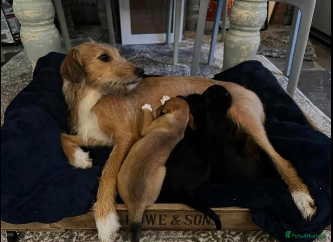 Mixed Breed dogs for sale: Bedlington Whippet pups - 2 boys and 2 girls left - Advert 1