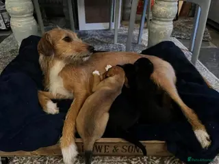 Mixed Breed dogs Bedlington Whippet pups - 2 boys and 2 girls left - Advert 5