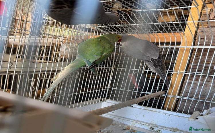 Parakeets birds - Advert 7
