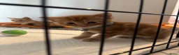 Mixed Breed cats for sale: 3 beautiful ginger kittens looking for 🏡🧡🫶🏻 - Advert 11