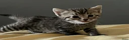 Mixed Breed cats for sale: Cute Bengal Kittens  - Advert 2