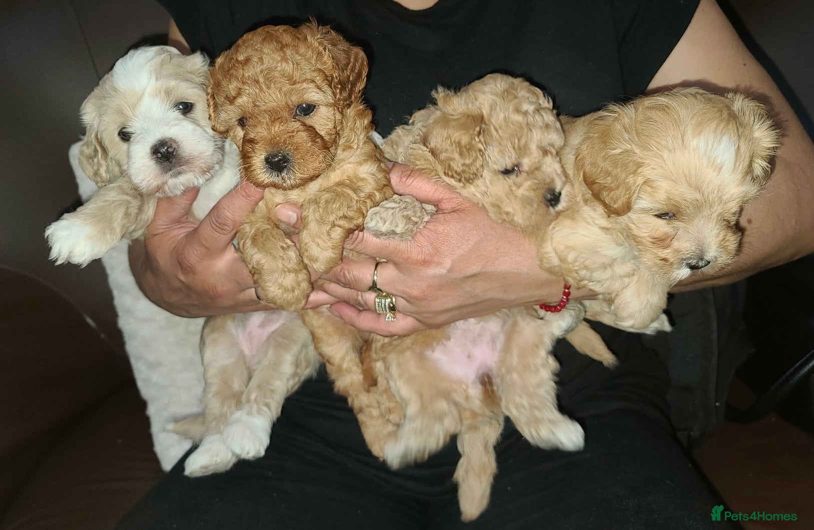Poochon dogs Poochon Puppies for Sale - Advert 1