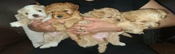 Poochon dogs for sale: Poochon Puppies for Sale - Advert 1