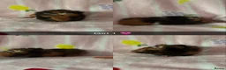 Guinea Pig rodents for sale: Guinea pigs  - Advert 1