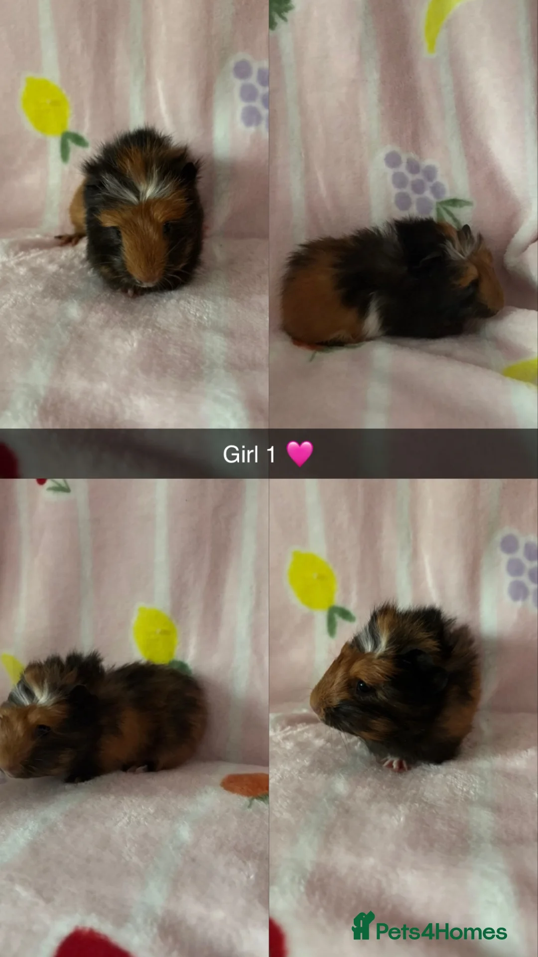 Guinea Pig rodents for sale: Guinea pigs  - Advert 1