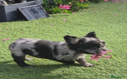 French Bulldog dogs for sale: Fluffy french bulldog puppies - Image 6