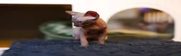 Sphynx cats for sale: Two male Sphynx Kittens  - Advert 5