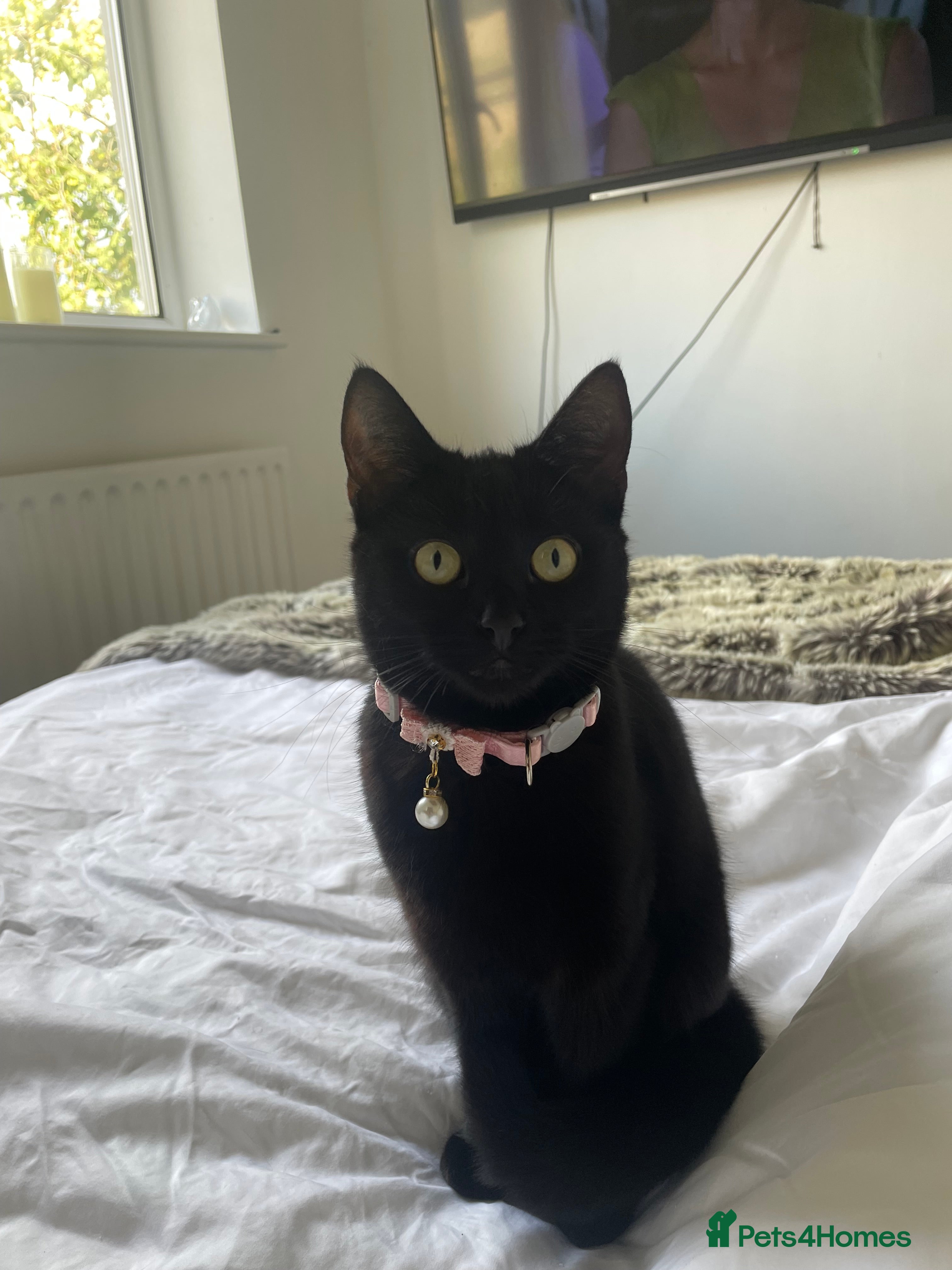 Mixed Breed cats Female black cat for sale - Advert 1