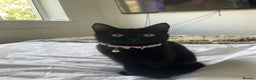 Mixed Breed cats for sale: Female black cat for sale - Advert 1