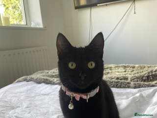 Mixed Breed cats Female black cat for sale - Advert 1