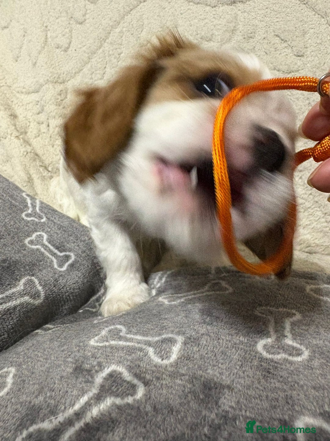 Cavalier King Charles Spaniel dogs for sale: Beautiful Blenheim King Charles spaniel pups    - Advert 25