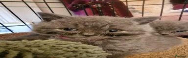 British Shorthair 1