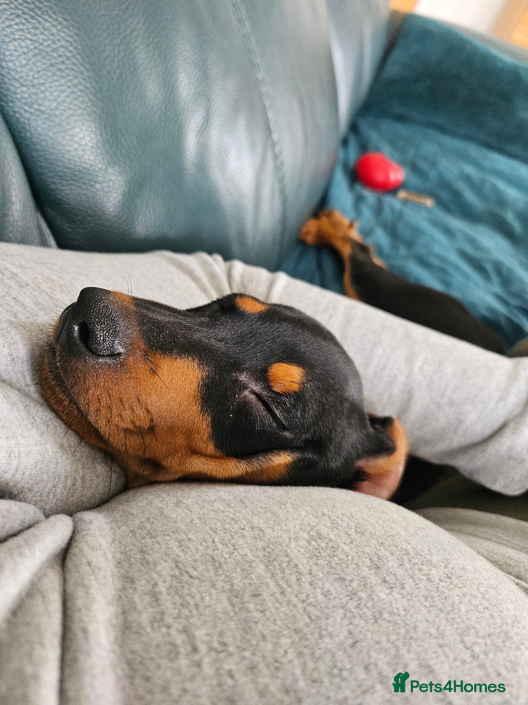 Miniature Pinscher dogs for sale: Miniture pincher male  - Advert 8