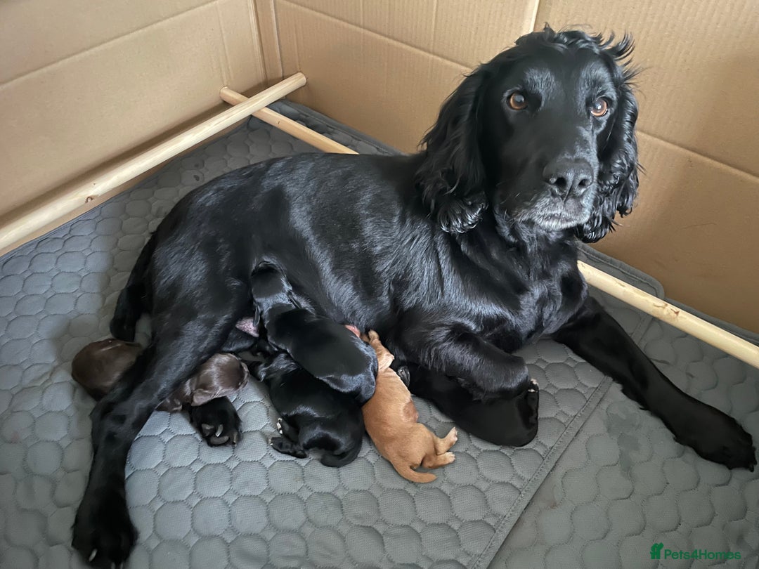 Cocker Spaniel dogs for sale: Working Cocker Spaniel puppies - Image 11