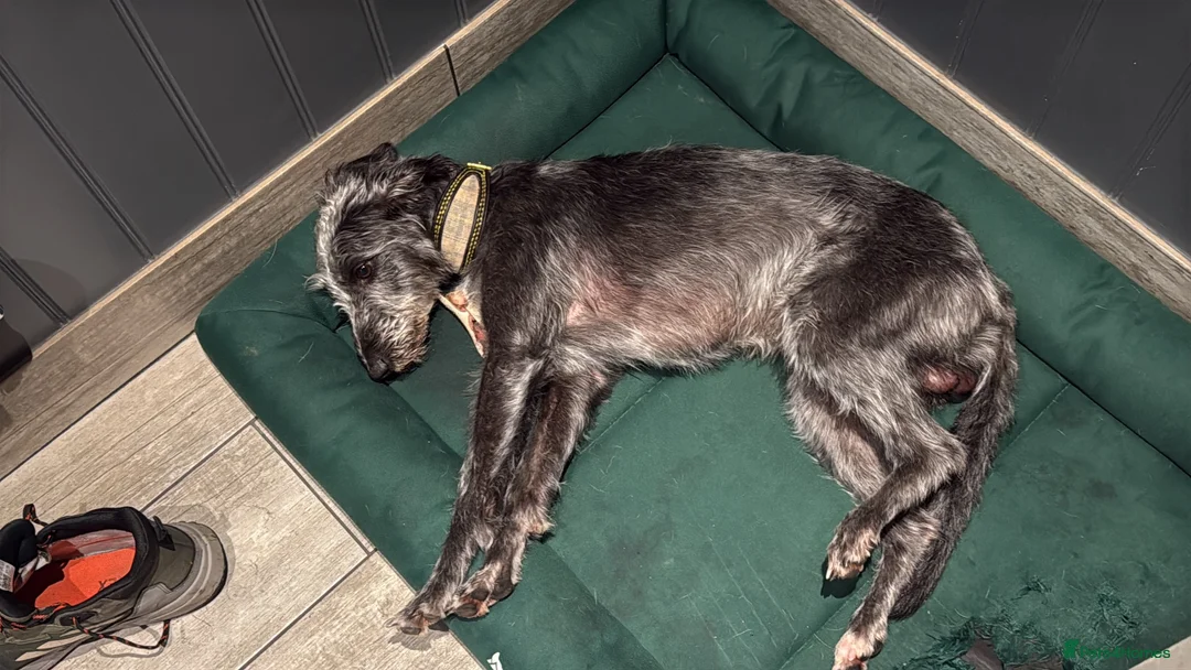 Lurcher dogs for stud: Firstcross Bedlington whippet  - Advert 7