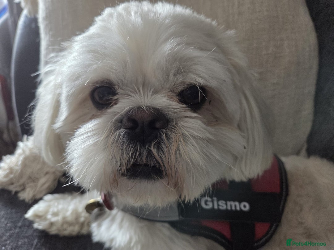 Shih Tzu dogs for sale: Shizu Tzu puppies - Advert 9