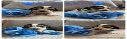 Cocker Spaniel dogs for sale: Outstanding Show Type Cocker Spaniel Puppies - Advert 27
