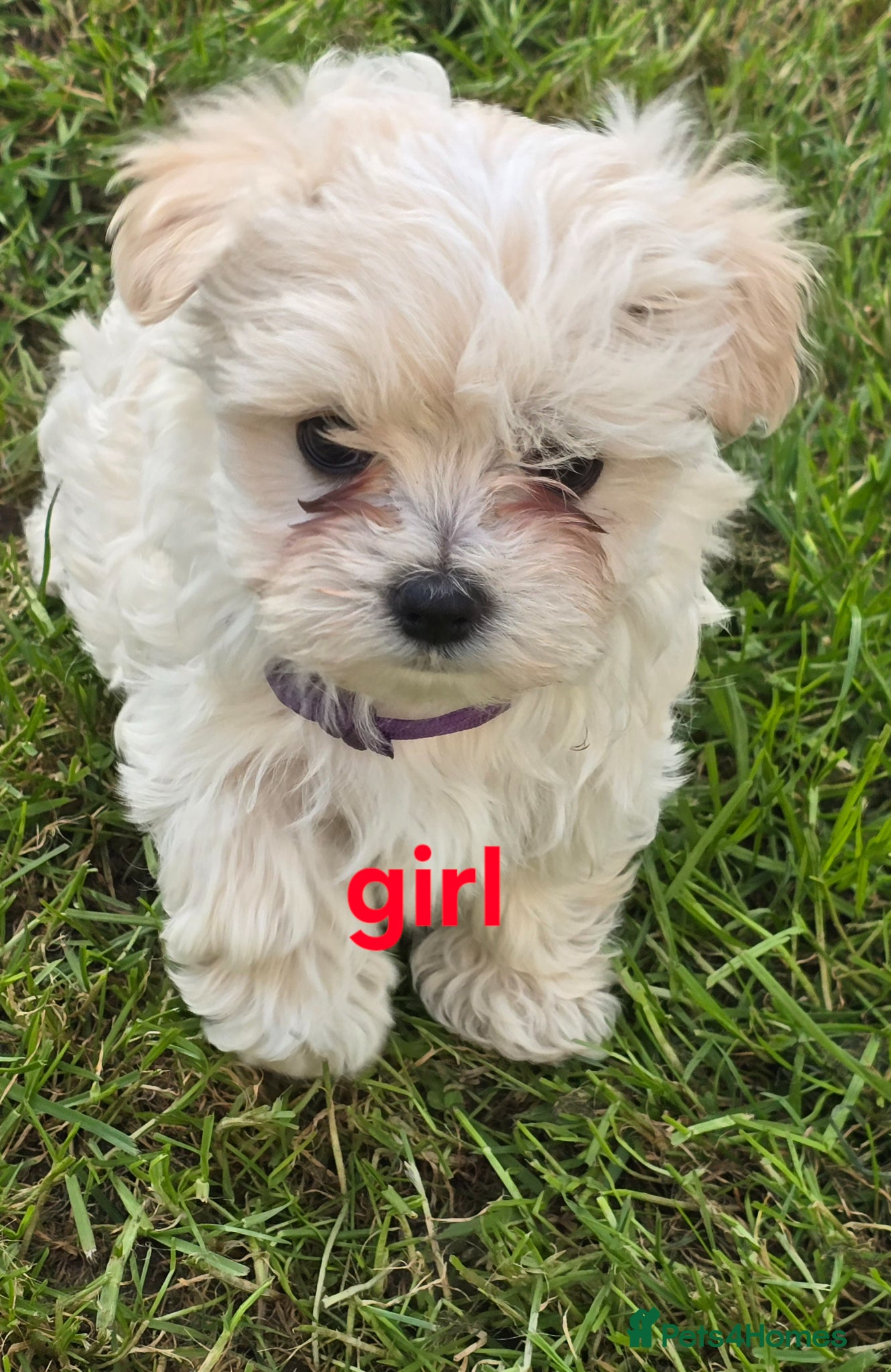 Maltipoo dogs  Extra small Korean Toy Maltipoo baby's  - Advert 13