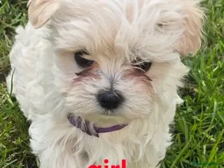 Maltipoo dogs Extra small Korean Toy Maltipoo baby's - Advert 13