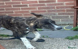Mixed Breed dogs for adoption: Button - Norwich Norfolk  - Image 7