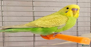 Budgerigars birds - Advert 7