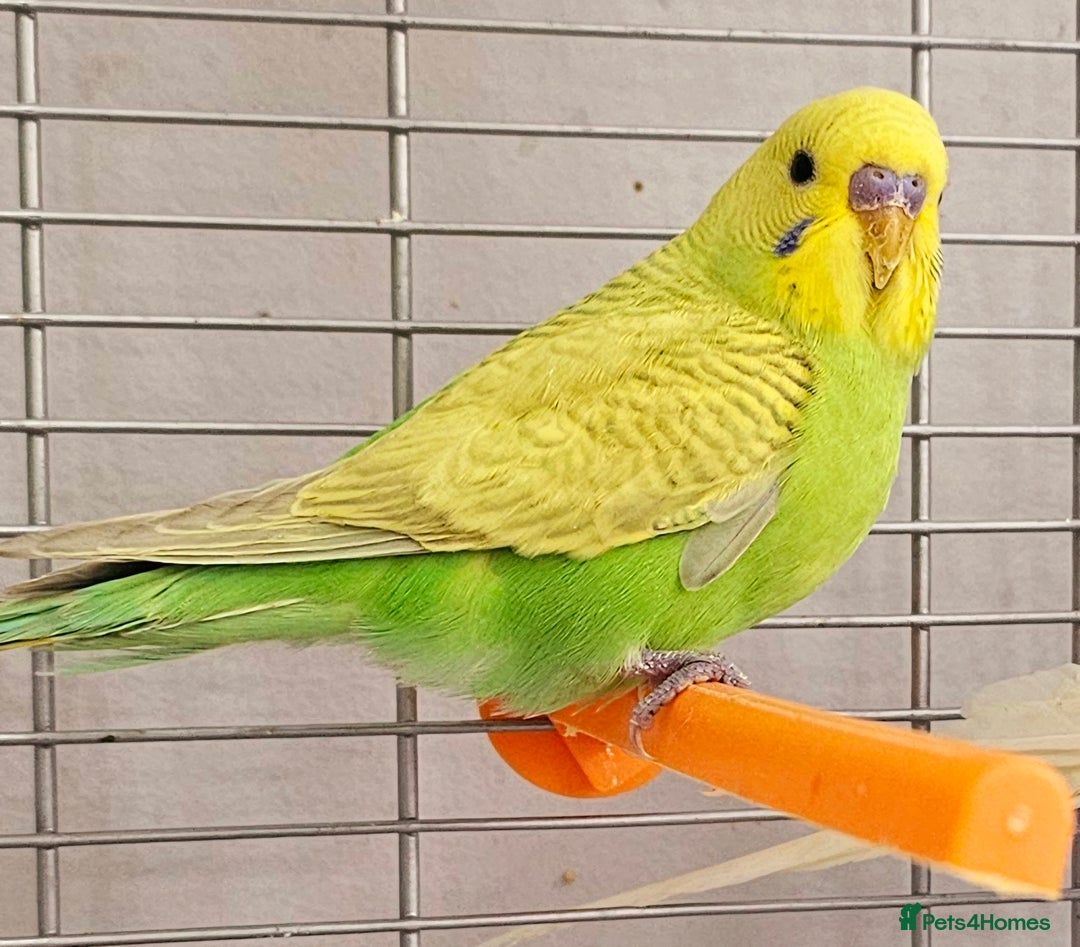 Budgerigars birds for sale: Budgies available for new homes - Image 3