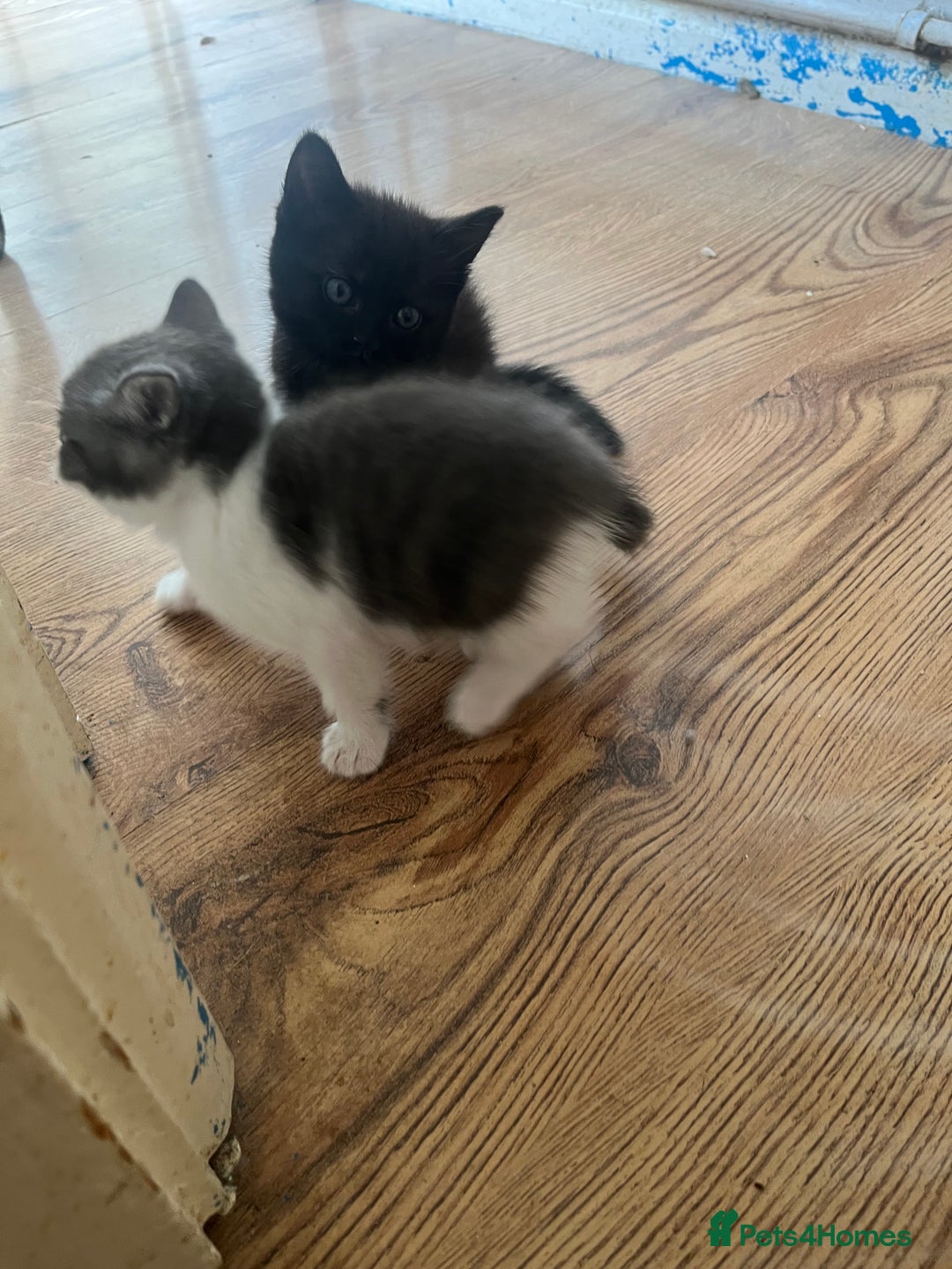 Ragdoll cats for sale: Ragdoll x tabby kittens - Image 18