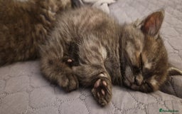 British Shorthair cats for sale: 4 British Shorthair  - Image 21
