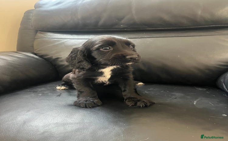 Sprocker dogs - Advert 1