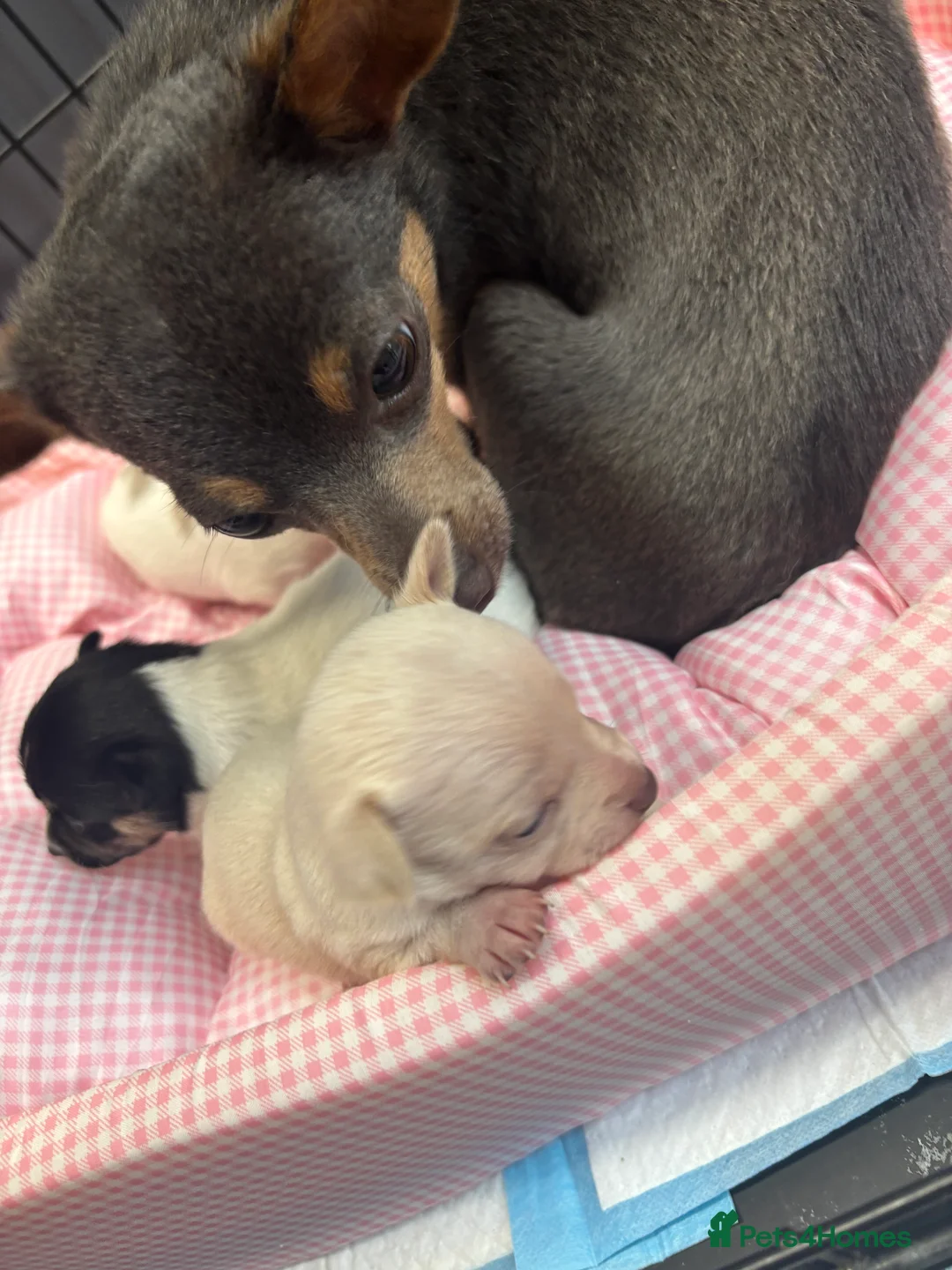 Gallery Image {{count}}