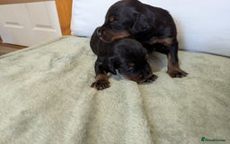 Gordon Setter dogs for sale: Working Gordon Setter puppies  - Image 4