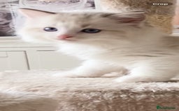 Ragdoll cats for sale: INDOOR TWO MALE GCCF REGISTERED RAGDOLL KITTENS - Image 38