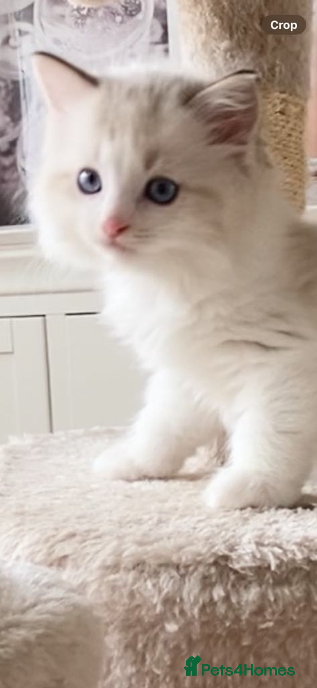 Ragdoll cats for sale: INDOOR TWO MALE GCCF REGISTERED RAGDOLL KITTENS - Image 38