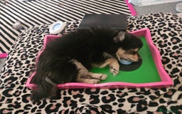 Pomeranian dogs for sale: Pomeranian black tan girl - Image 7