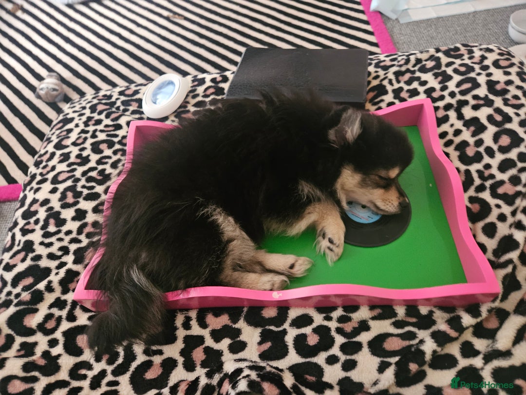 Pomeranian dogs for sale: Pomeranian black tan girl - Image 7
