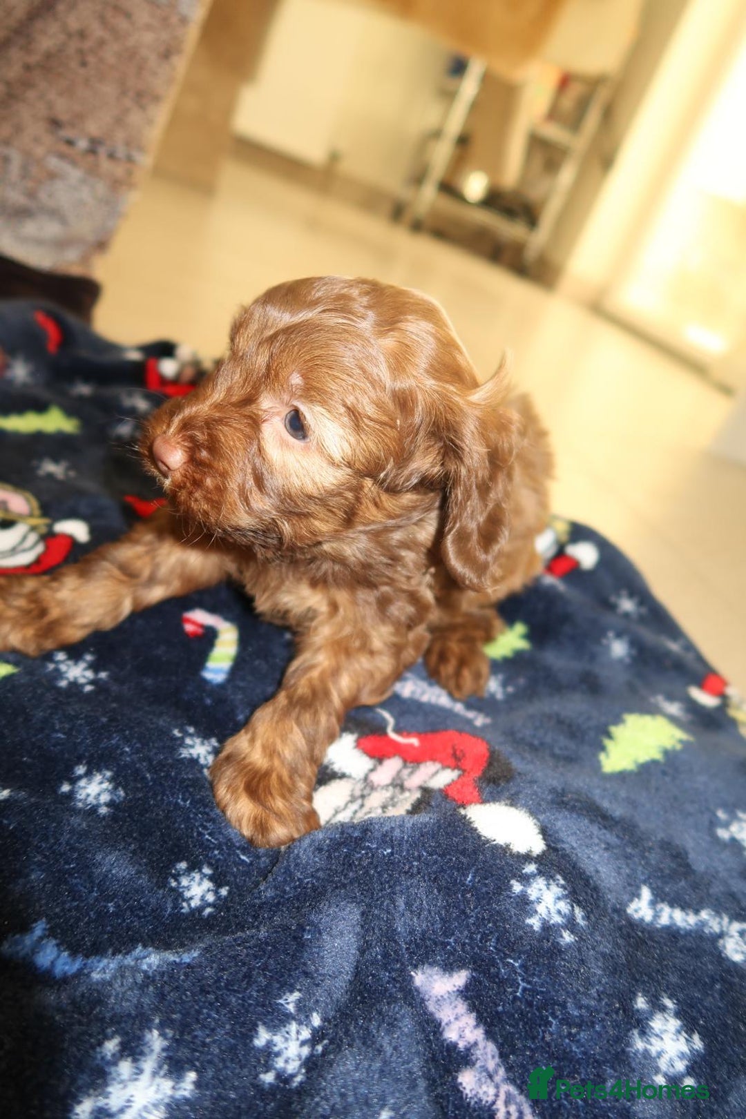 Cockapoo dogs for sale: Beautiful f1b Cockapoo puppy's   - Advert 23