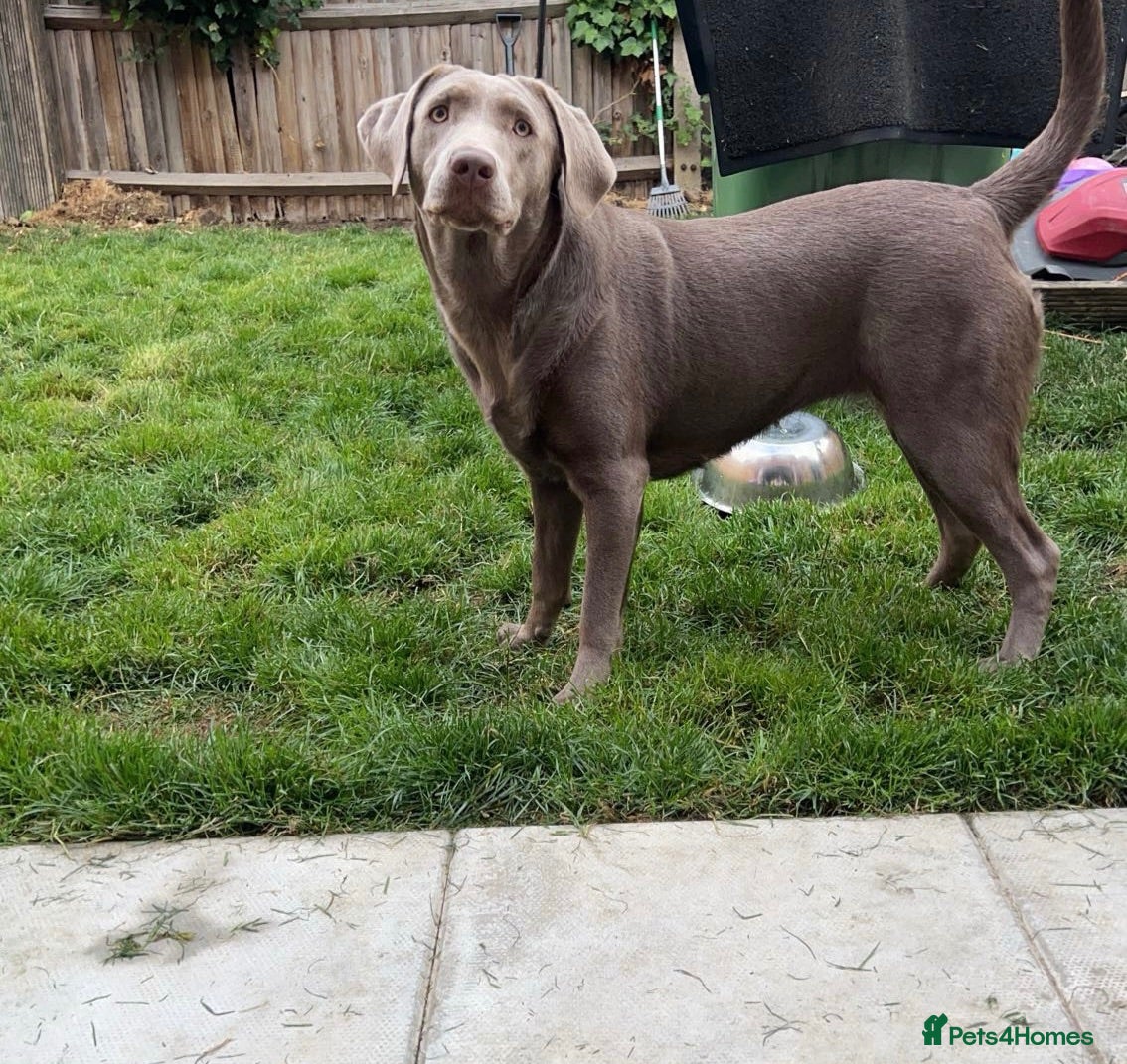 Labrador Retriever dogs 5 BLACK KC REGISTERED LABRADORS FOR SALE  - Advert 13
