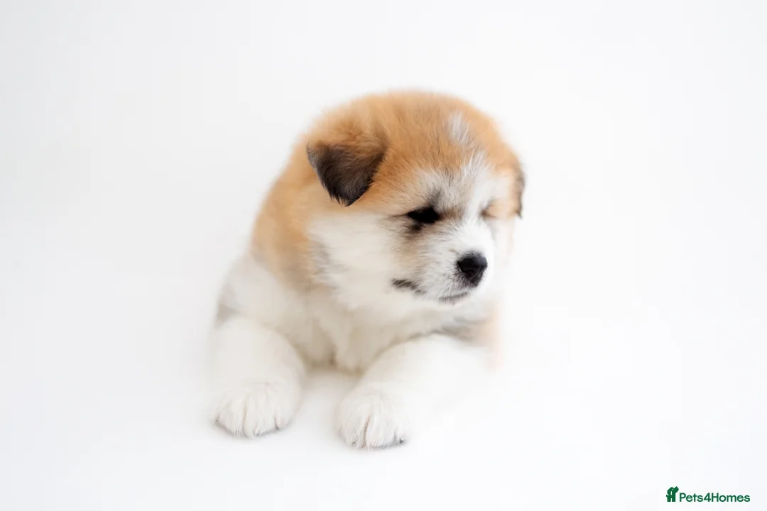 Japanese Akita Inu dogs for sale:  Japanese Akita Inu Puppies – Red Fawn - Advert 14