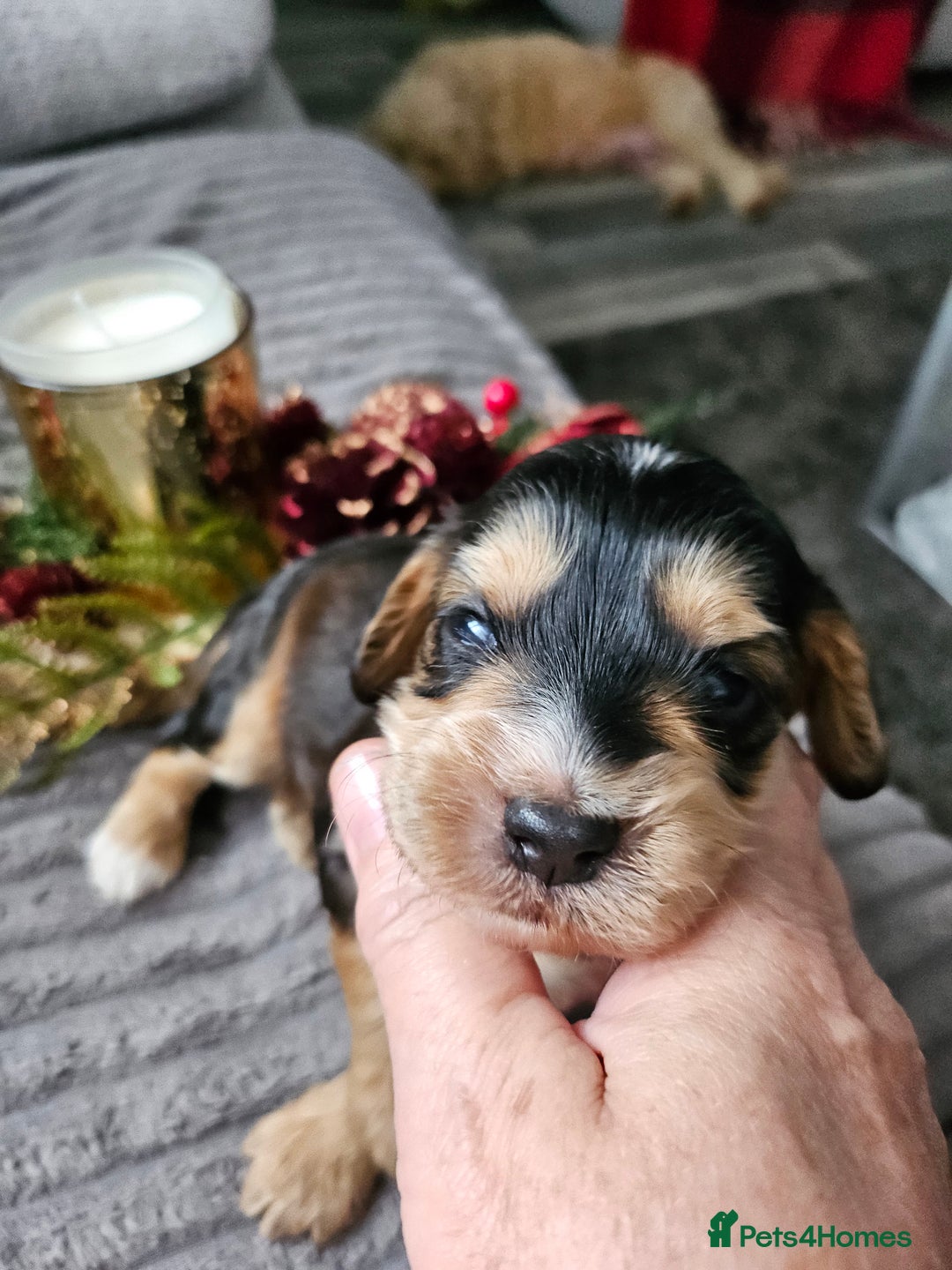 Cockapoo dogs for sale: F2 cockerpoo puppies  - Image 11