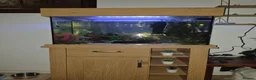 Other/Mixed Breed fish for sale: Fish tank with fish and accessories in Manchester - Advert 1