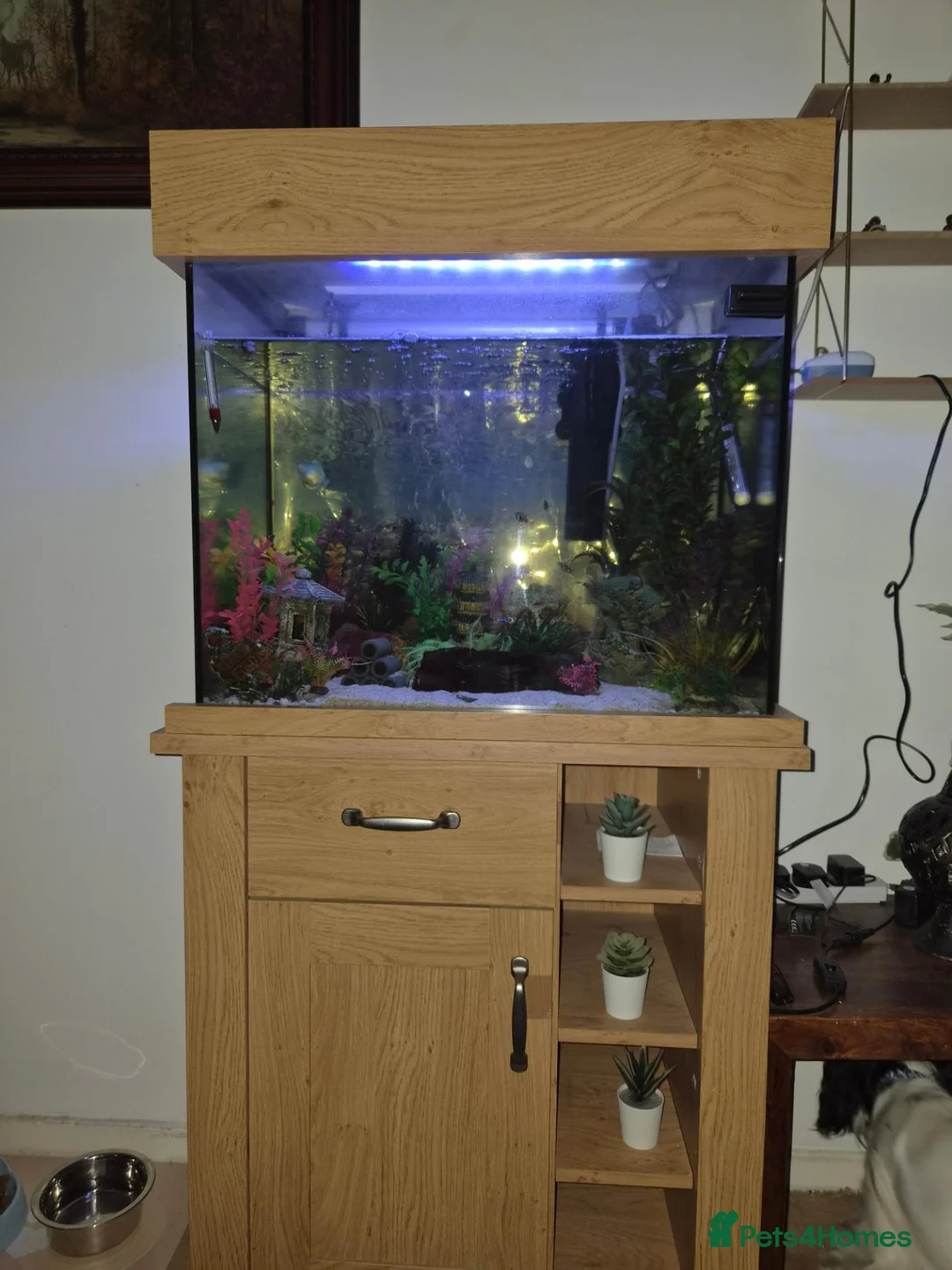 Other/Mixed Breed fish for sale: Fish tank with fish and accessories in Manchester - Advert 1
