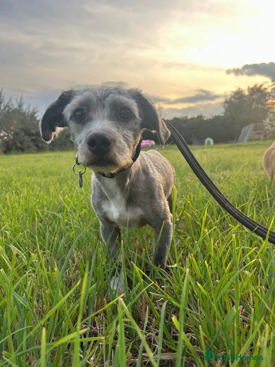 Mixed Breed dogs for adoption: Clint - Norwich Norfolk  - Image 4