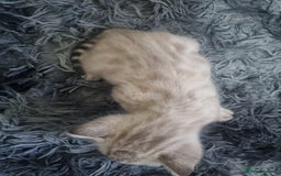 Bengal cats for sale: 🤩RARE BLUE BENGAL🤩SNOW LYNX🤩 BROWN🤩 - Image 9