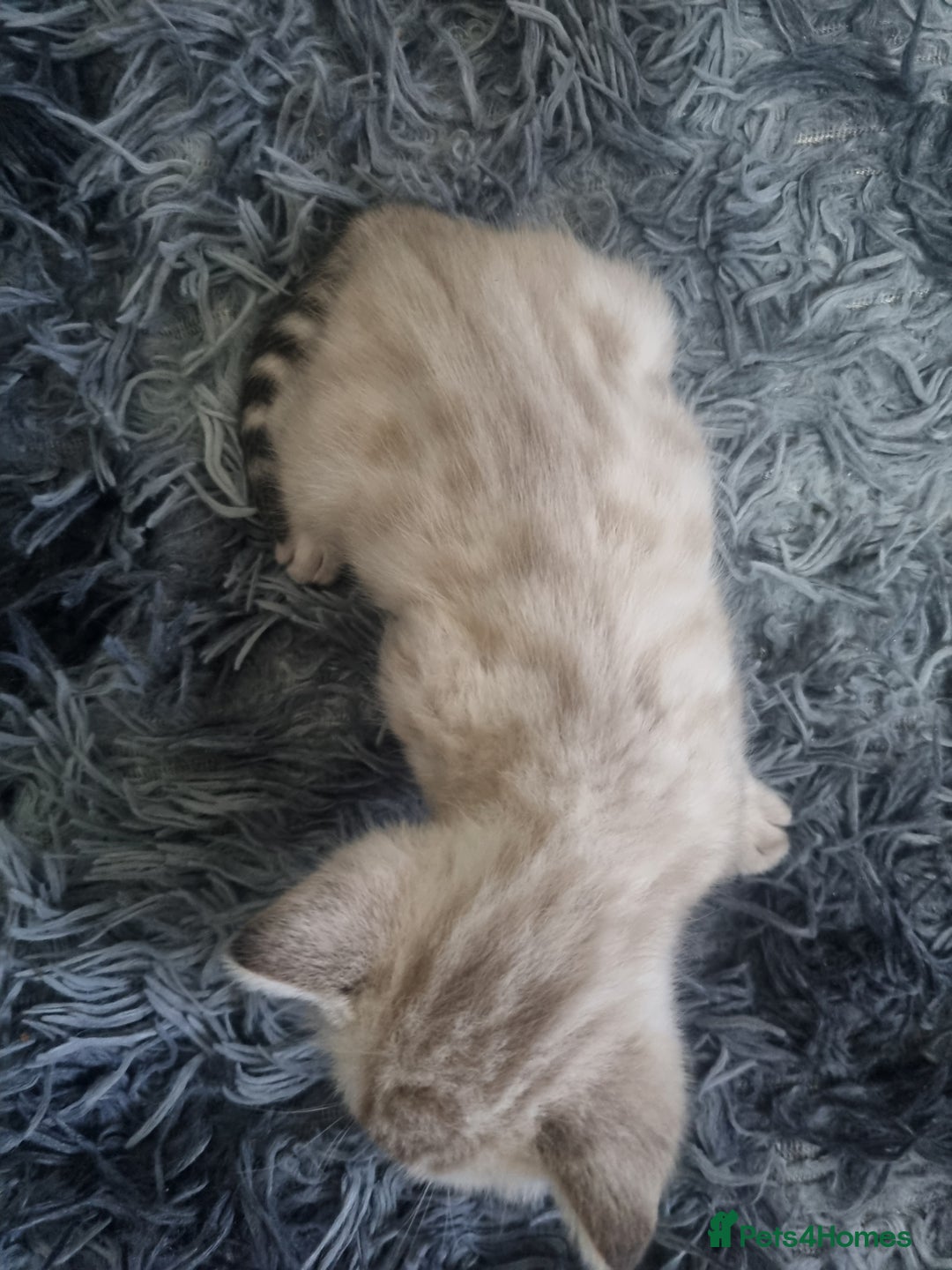 Bengal cats for sale: 🤩RARE BLUE BENGAL🤩SNOW LYNX🤩 BROWN🤩 - Image 9