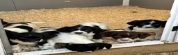 English Springer Spaniel dogs for sale: English springer spaniel puppys - Advert 17