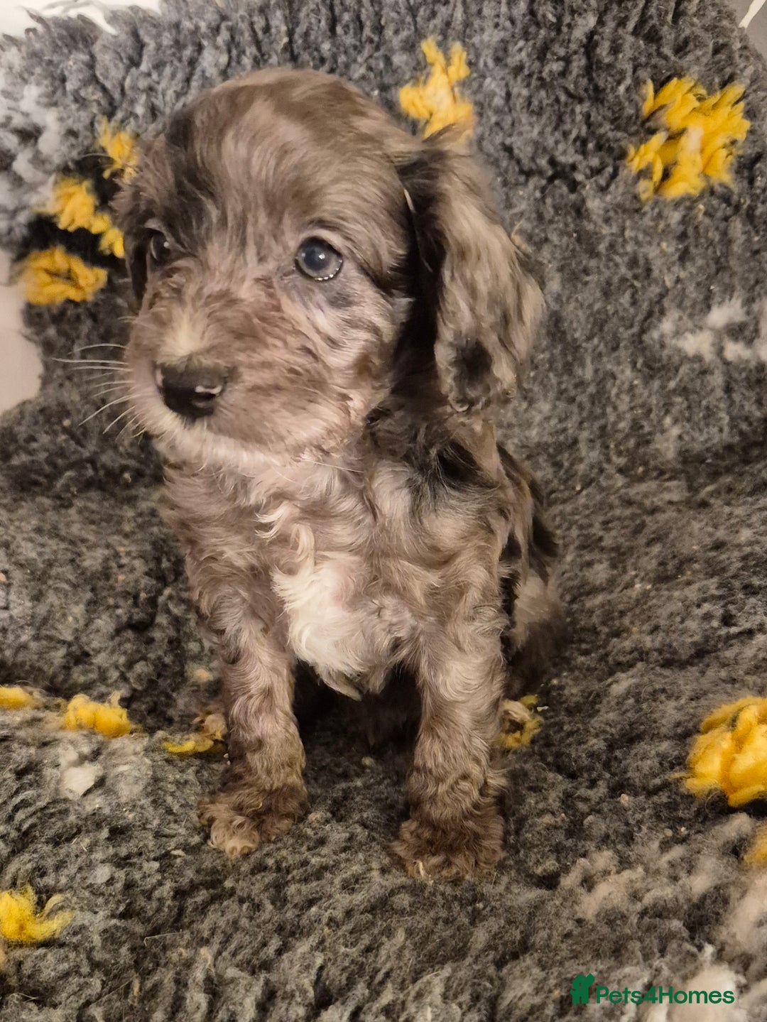 Cockapoo dogs for sale: F1 cockapoo's - ready next week  - Advert 3