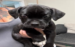 Mixed Breed dogs for sale: 7 beautiful puppies for sale - Image 9